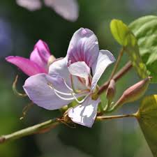 Image result for Bauhinia purpurea