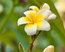 Flower Meanings List Of Flowers With Their Meanings And Pictures Plumeria Flowers Plumeria Tree List Of Flowers