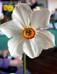 Full Size Picture Of Poet S Narcissus Poeticus Daffodil Actaea Narcissus Daffodils Plants Garden Bulbs