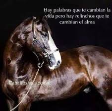 Palabras Que Te Cambian La Vida Y Relinchos Que Te Cambian El Alma Frases De Caballos Citas Sobre Caballos Frases Vaqueras De Amor