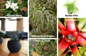 As its name implies, the parlor palm is the quintessential houseplant. Non Toxic Houseplants For Cats Dogs Indoor Gardening Blooming Secrets