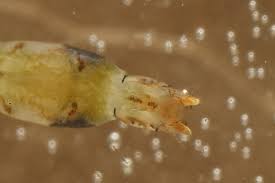 Image result for Erythrocephalum