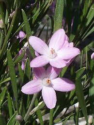 Image result for Eriosema pauciflorum