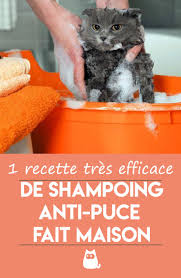 5 Shampoings Anti Puce Pour Chien Faits Maison Bio Et Naturels En 2020 Anti Puce Anti Puce Chat Shampoing Anti Puce Chat