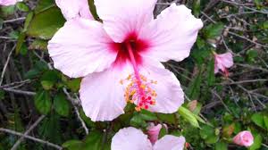 Image result for Hibiscus barbosae