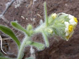 Image result for Kotschya ochreata