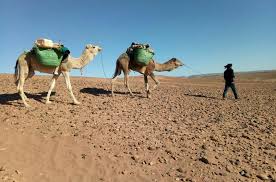Speed tells us how fast something or someone is travelling. Camel Trek Morocco What Price Camel Trek Morocco