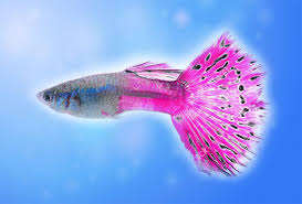 Types Of Guppies With Pictures Guppy Fish Guppy Best Aquarium Fish