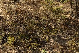 Image result for Grangea anthemoides