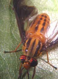 Why Deer Flies And Horse Flies Are Such Dreaded Summer Pests Wgme
