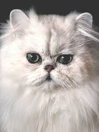 This breed is known for how long do persian cats live? Details Of Persian Cat Personality Price Guide Pets News And Review