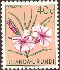 Image result for Dissotis gilgiana