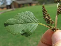 Image result for Amaranthus viridis