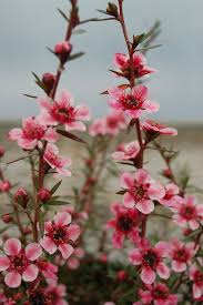 Image result for Samanea leptophylla