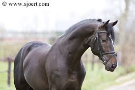 Rhodium Kwpn Stallion By Ferro Kwpn Horse Horses Horse Love