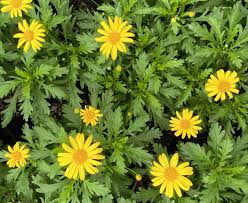 Image result for Euryops chrysanthemoides