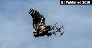 Eagles — hotel california eagles — take it easy eagles — new kid in town Dutch Firm Trains Eagles To Take Down High Tech Prey Drones The New York Times