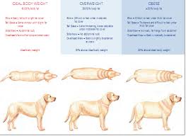 Obese Cat Chart Qmsdnug Org