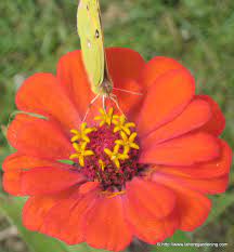 Find self published books as unique as you. Summer Flowering Annual Plants For Lahore Karachi Peshawar And Islamabad
