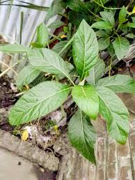 Image result for Vernonia nepetifolia