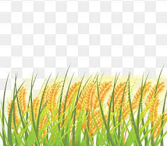 Cartoon Paddy Field Harvest Season Icon Logo Logo Design Png And Vector With Transparent Background For Free Download Dark Background Wallpaper Grass Background Animated Cow