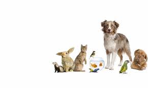 And from now on, this is the first picture: Cute And Funny Animals Home Facebook