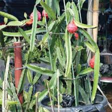 We did not find results for: Bisnis Pembibitan Buah Naga Sistem Stek Panduan Cara Bertanam