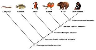 Pin Di Option D5 Phylogeny And Systematics