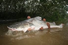 Právě tam dnes míří jakub vágner, aby se pokusil ulovit dalšího českého velikána. Jakub Vagner Jednou Me Pokousala I Pirana Www Listyjm Cz