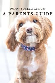 I would tell them that after the pup has had the first round of vaccinations a safe and clean environment such as puppy socialization classes is a good place to take the dog to. What Is Puppy Socialisation A Guide For New Parents By Ruffle Snuffle In 2020 Puppy Socialization Puppy Training Classes Puppy Training