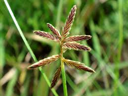 Image result for Pycreus