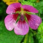 Image result for Geranium aculeolatum