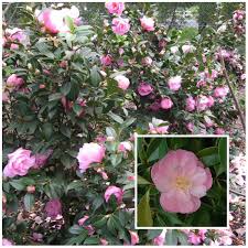Shade Loving Plants Shade Plants Plants Shade Flowers