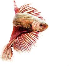 Free Image Siamese Fighting Ornamental Fish Red Transparent Background Mirror Two Petanos Fish Animals Fish Pet