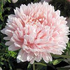 Peach Aster Flower Seeds In 2021 Aster Flower Flower Seeds Flowers