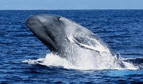 Laut yang terbesar di dunia. 17 Hewan Terbesar Menurut Jenisnya Darat Laut Udara Pintarpet