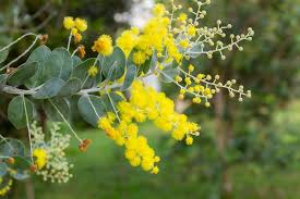 Image result for Acacia davyi