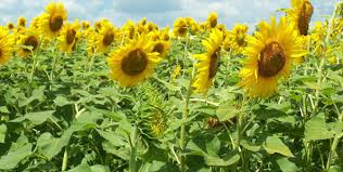 Please note for many of these we are a local florist based in dunstable in bedfordshire. How To Start Flower Farming In Nigeria Flower Gardening Eni Best