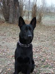 Leider neigt der deutsche schäferhund etwas zum haaren. Deutscher Schaferhund Schwarzer Langhaariger Schlag Foto 33332 Hundund De