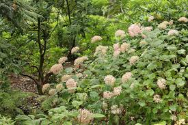 Image result for Hydrangea arborescens Pink Anabelle
