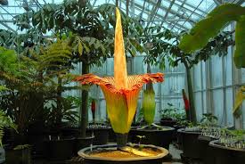 Dziwidło olbrzymie jest specyficzną rośliną, która kwitnie niezwykle rzadko. Dzika Baba Najbardziej Smierdzacy Kwiat Swiata Dziwidlo Olbrzymie Amorphophallus Titanum Pochodzi Z Indonezji Sumatra I Jawa Kiedy Kwitnie Wydziela Bardzo Nieprzyjemny Zapach Przypominajacy Zgnile Mieso Jego Odor Mozna Wyczuc Z