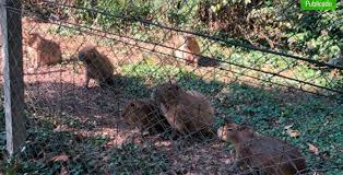Maybe you would like to learn more about one of these? Carpinchos En Nordelta El Debate Que Divide Al Country Y Que Esconde Graves Consecuencias Medioambientales Tn