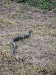 Spiders have many enemies because of their small size. This Is Why You Don T Kill Black Snakes The Rebel Chick