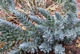 Ground cover plants can dramatically change the way your garden looks and feels to give your garden a polished and complete look that is seen in parks and stately homes. The Curious Case Of Myrtle Spurge Natural History Museum Of Utah