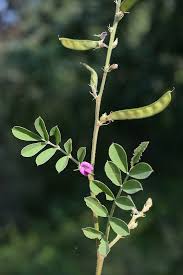 Image result for Tephrosia montana