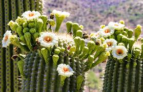 We did not find results for: Blooming Saguaro Cactus Late Morning