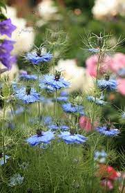 Pin By Janie Hammes On Cottage Gardens Flower Garden Beautiful Flowers Chicago Landscape