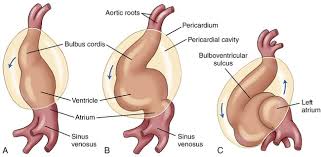 This begins with the formation of two endocardial tubes which merge to form the tubular heart, also called the primitive heart tube. Embryology And Physiology Of The Fetal Heart Radiology Key