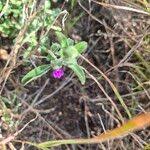 Image result for Justicia diclipteroides