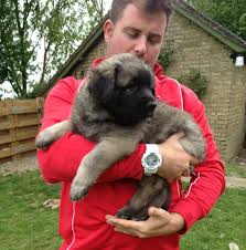 Lancaster puppies advertises puppies for sale in pa, as well as ohio, indiana, new york and other states. Leonberger Puppy For Sale Petfinder